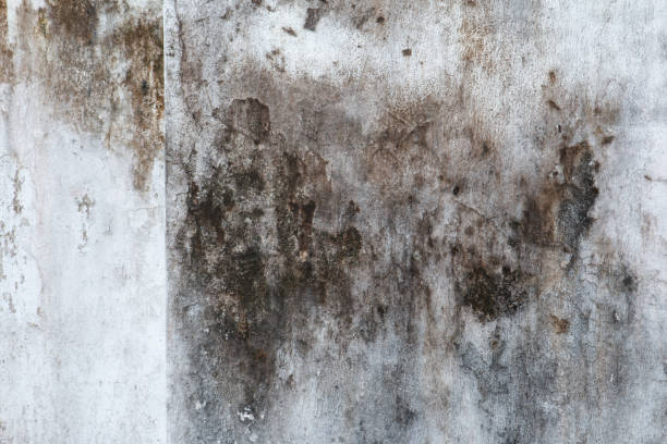 Best Forensic Mold Investigation  in Holtsville, NY